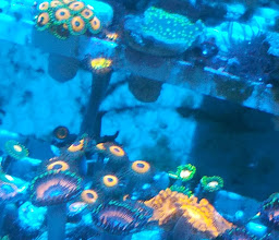 Fish Aquarium and Pet City photo