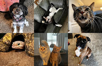 What The Fluff Petsitter's of CSRA LLC. - Photo 2 - Car repair in , Augusta
