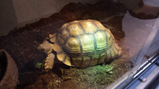 Pet Store «CUSTOM CREATURES PET SHOP», reviews and photos, 10727 N 19th Ave, Phoenix, AZ 85029, USA