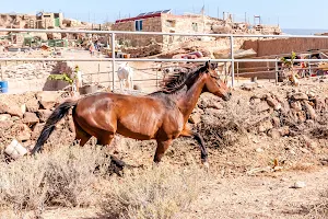 Tenerife Horse Rescue image