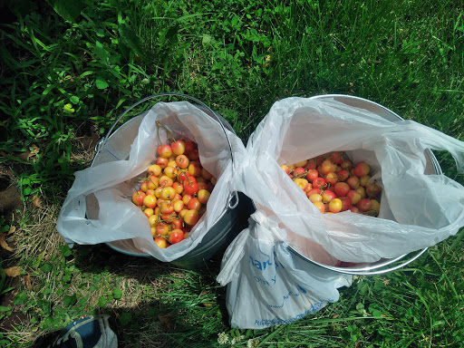 Produce Market «Washington Fruit Place At Barrett Orchards», reviews and photos, 1209 Pecks Canyon Rd, Yakima, WA 98908, USA