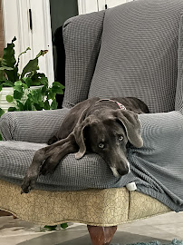 Kristen's Pet Services - Photo 1 - Car repair in , Pasadena