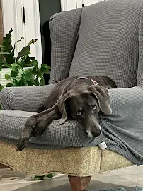 Kristen's Pet Services - Car repair in , Pasadena - Rated 5.0/5