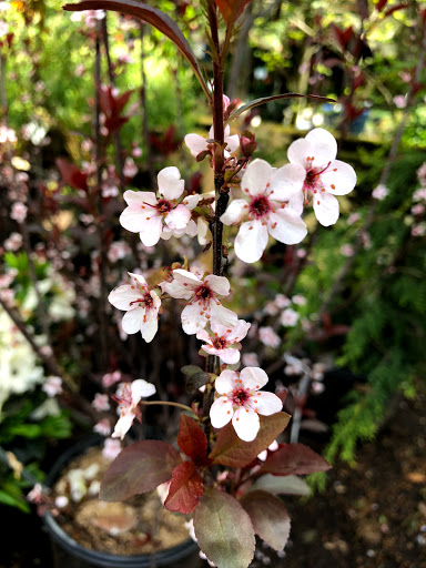 Garden Center «Stonewall Garden Center», reviews and photos, 4675 PA-447, Canadensis, PA 18325, USA