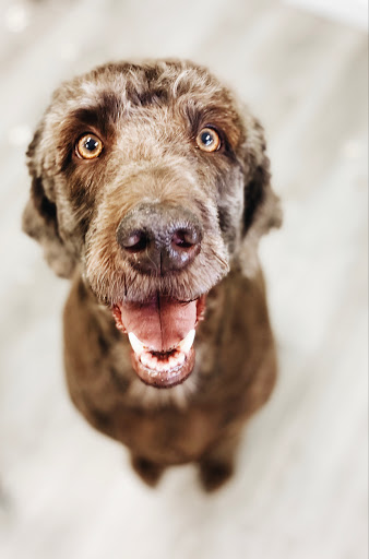 Amanda’s Dog Grooming