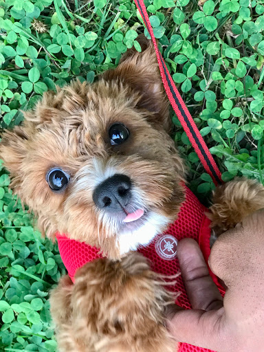 Pet Store «The Puppy Store», reviews and photos, 1163 Merrick Ave, Merrick, NY 11566, USA