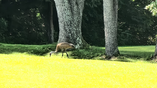 Golf Course «Elbel Golf Course», reviews and photos, 26595 Auten Rd, South Bend, IN 46628, USA