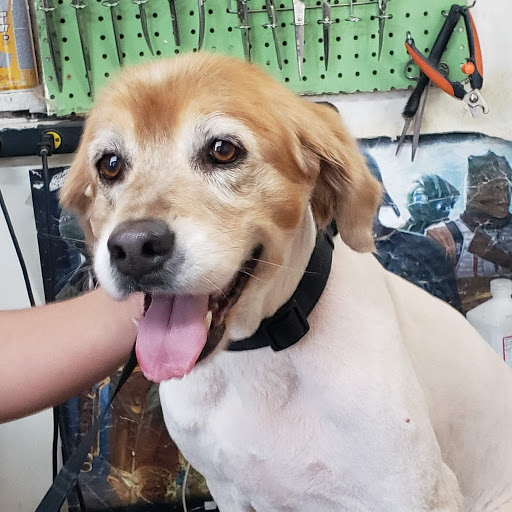 SuperPet Mobile Grooming