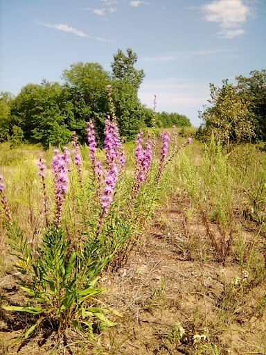 Nature Preserve «Kenosha Sand Dunes», reviews and photos, 7th Ave, Pleasant Prairie, WI 53158, USA
