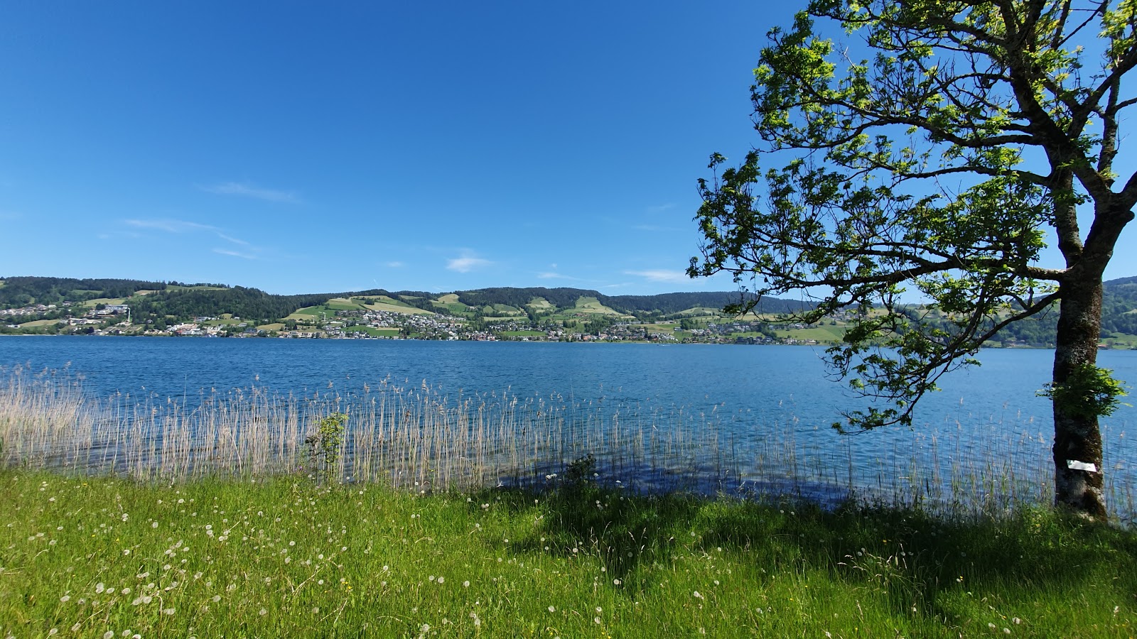 Bergwald Beach'in fotoğrafı vahşi alan