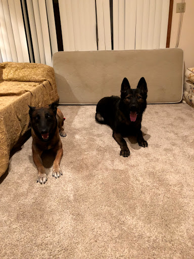 Pet Supply Store «Dawg City Inc.», reviews and photos, 38 Pearson St, Andover, MA 01810, USA