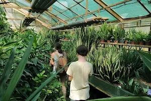 Tuzson János Botanical Garden - University of Nyíregyháza image