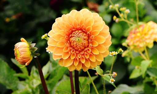 Florist «Sunnyside Gardens», reviews and photos, 161 Hayden Rowe St, Hopkinton, MA 01748, USA