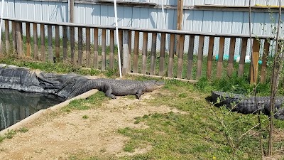 Photos of Critchlow Alligator Sanctuary