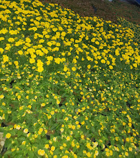 U.S. Lawns - Warner Robbins - Photo 9 - Car repair in , Macon