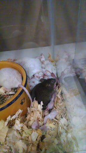 Pet Supply Store «Western Ranch & Pet Supply», reviews and photos, 103 Aegean Way, Vacaville, CA 95687, USA