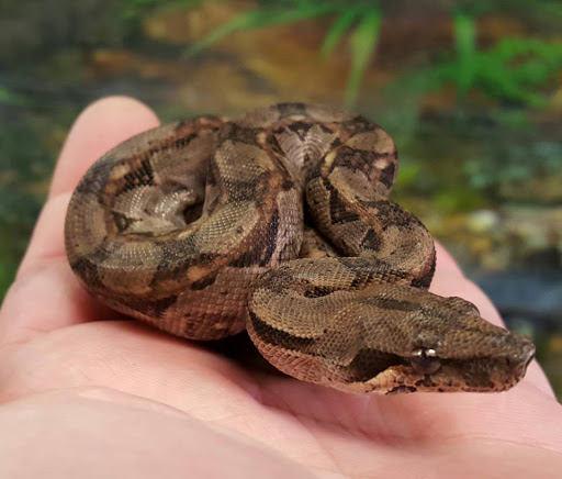 Pet Store «Species Pet Supply», reviews and photos, 1935 W Brandon Blvd, Brandon, FL 33511, USA