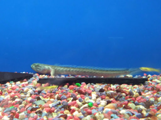 Pet Store «G & M Pet & Garden Center Inc», reviews and photos, 2014 N Walnut St, Muncie, IN 47303, USA