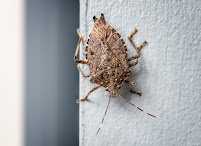 Western Pest Services - Photo 9 - Car repair in New York, NY, Manhattan