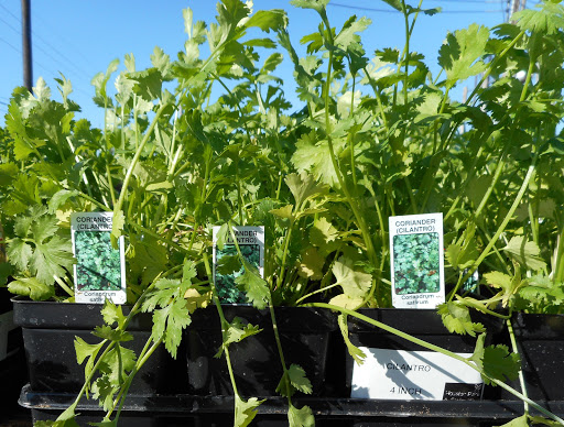 Plant Nursery «HOUSTON PLANTS & GARDEN WORLD», reviews and photos, 16726 North Fwy, Houston, TX 77090, USA