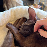 Photo n°3 de l'avis de Claudia.e fait le 21/01/2023 à 21:42 sur le  Dr. Cat - Pet Lounge Bistrot à Brescia