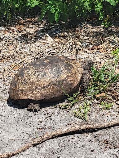 Park «Juno Dunes Natural Area», reviews and photos, 14501 US-1, Juno Beach, FL 33408, USA