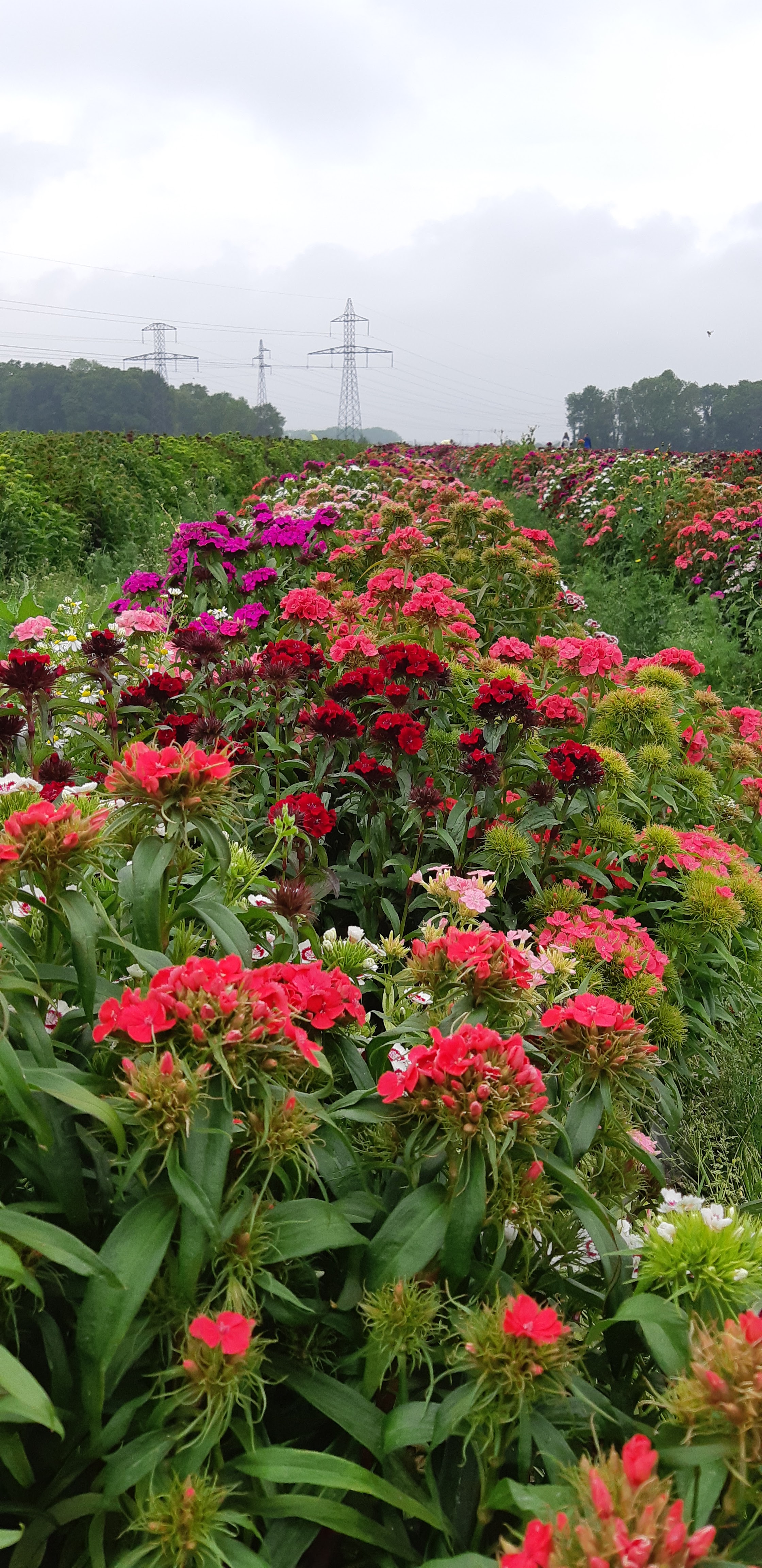 Photo n° 5 de l'avis de Del.i fait le 02/07/2016 à 10:29