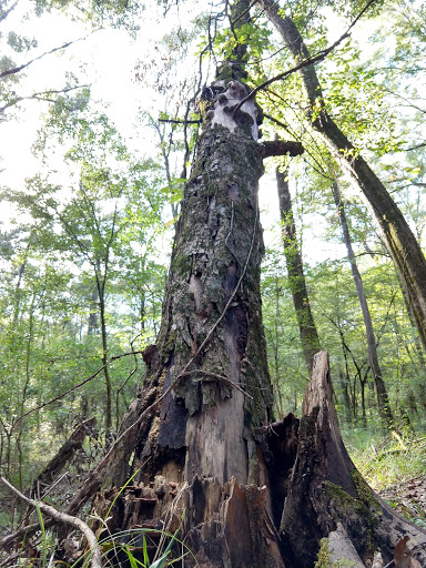 Nature Preserve «Frenchtown Rd Conservation Area», reviews and photos, 17819 Frenchtown Rd, Central, LA 70739, USA