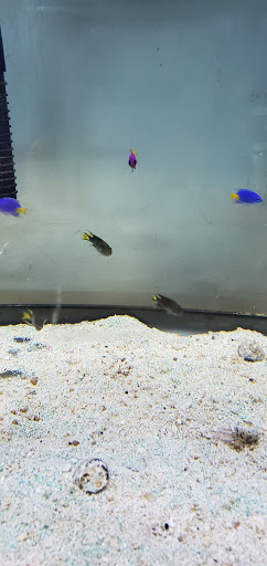 Pet Store «Island Pet Shop», reviews and photos, 55 Goodwin Dr # 102, Merritt Island, FL 32952, USA