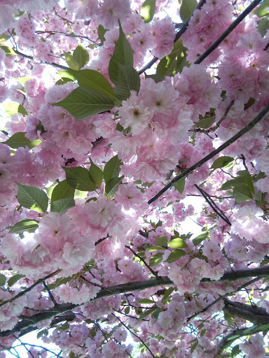 Supermarket «Stop & Shop», reviews and photos, 424 Raritan Ave, Highland Park, NJ 08904, USA