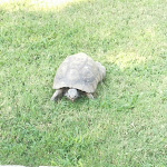 Photo n°1 de l'avis de Friedrich.a fait le 11/09/2023 à 15:29 sur le  Eco Village Baia Delle Ginestre à Località Campionna