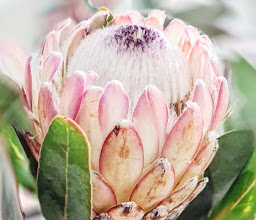 Bunches For Africa photo