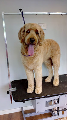 Dog About Town Grooming Salon