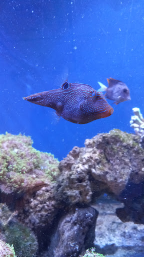 Tropical Fish Store «Fish World», reviews and photos, 11634 Busy St, Richmond, VA 23236, USA