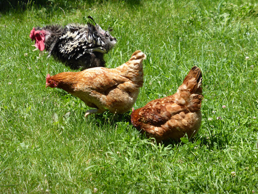 La ferme des ours gourmands