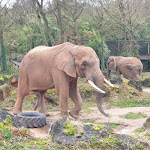 Photo n° 5 de l'avis de Régis.e fait le 01/01/2024 à 08:07 pour Zoo d'Amnéville à Amnéville