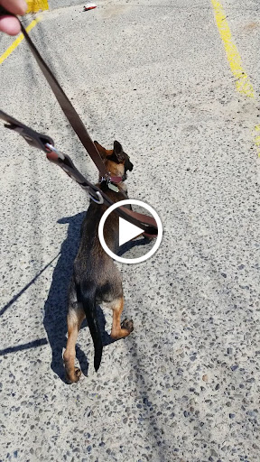 Pet Supply Store «Petco Animal Supplies», reviews and photos, 1142 Broadway, Chula Vista, CA 91911, USA