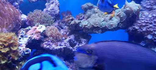 Tropical Fish Store «Saltwater Paradise», reviews and photos, 1313 W Airport Fwy, Irving, TX 75062, USA