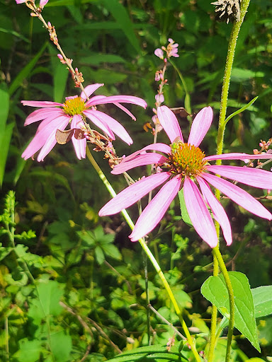Nature Preserve «Shaw Nature Reserve», reviews and photos, 307 Pinetum Loop Rd, Gray Summit, MO 63039, USA