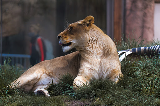 Zoo «Seneca Park Zoo», reviews and photos, 2222 St. Paul Street, Rochester, NY 14621, USA