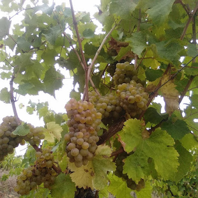 Domaine De La Petite Soeur à Val-du-Layon