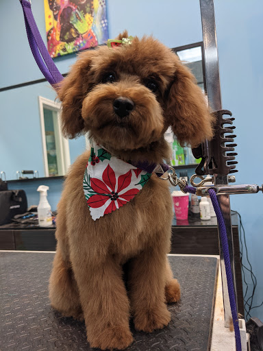 Pet Store «Canine Carousel», reviews and photos, 43135 Broadlands Center Plaza #129, Ashburn, VA 20148, USA