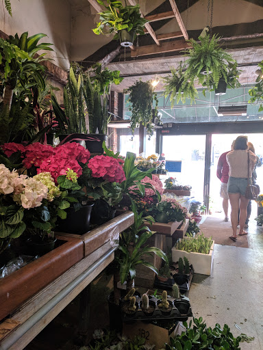 Florist «Brattle Square Florist», reviews and photos, 31 Brattle St, Cambridge, MA 02138, USA