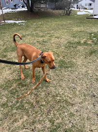 Jared Horton’s K9 LLC - Photo 4 - Car repair in Herkimer, NY, Utica
