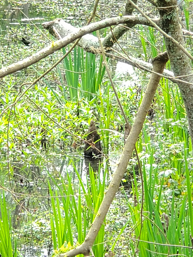 Golf Resort «Golf Club of Houston», reviews and photos, 5860 Wilson Rd, Humble, TX 77396, USA