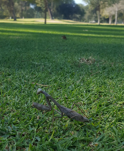 Golf Course «Balboa Golf Course», reviews and photos, 16821 Burbank Blvd, Encino, CA 91436, USA