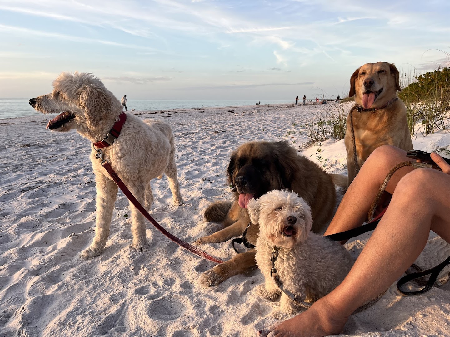 Clearwater Beach Pet Sitters