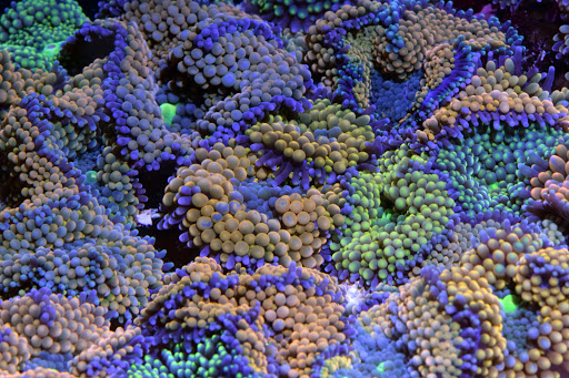 Aquarium «VIP Reef Aquarium», reviews and photos, 16300 SW 137th Ave #121, Miami, FL 33177, USA