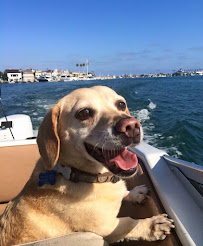 Newport Dog Care - Photo 4 - Car repair in , Mission Viejo