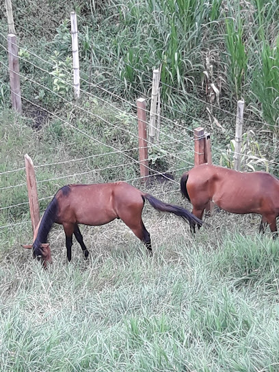 Unidad de protección Animal, Manizales